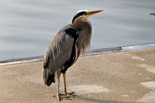 numero do peixe no jogo do bicho