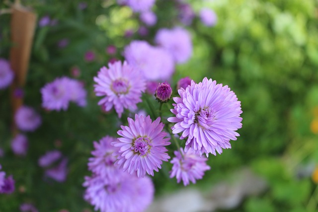 flor da fortuna preço atacado