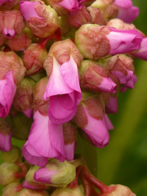 Foto do arquivo: fornecida por 【the plural of dice】