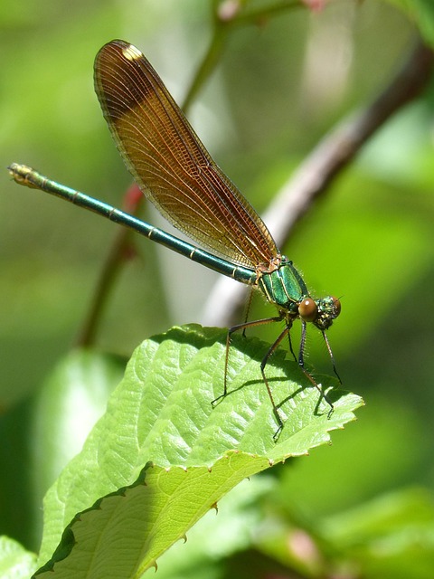 plataforma tigrinho