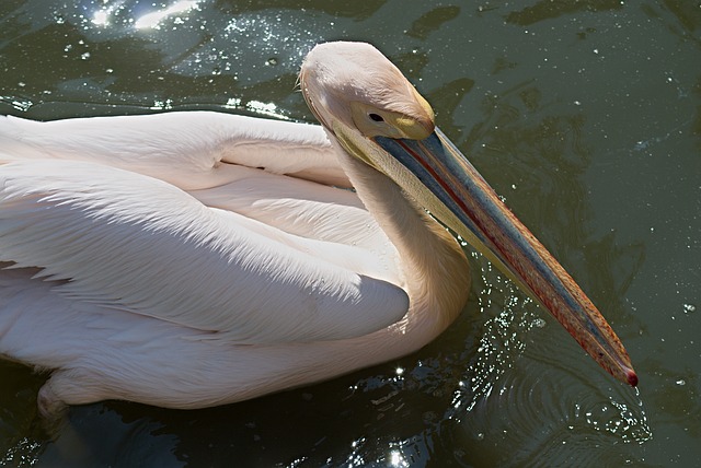 flamingo hotel