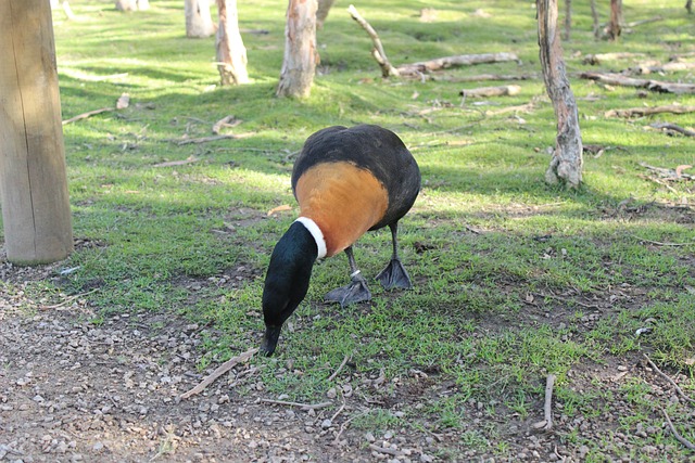 resultado jogo do bicho da federal de sábado