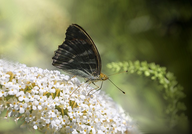 plataforma tigrinho