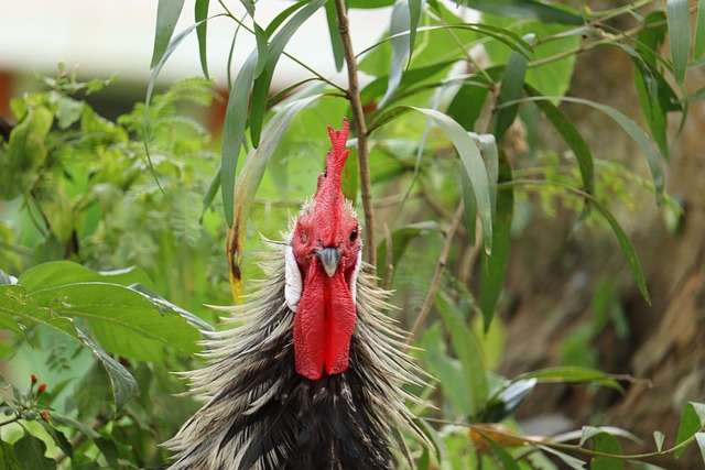 Foto do arquivo: fornecida por 【Resultado do sorteio do bicho paulista】