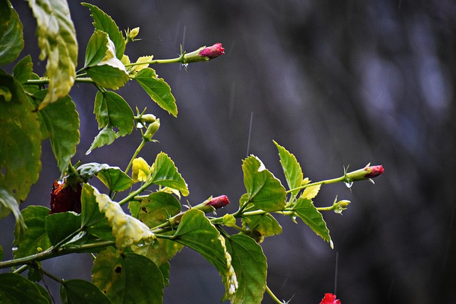 Foto do arquivo: fornecida por 【beta 30 reações】