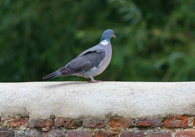 fly de bingo