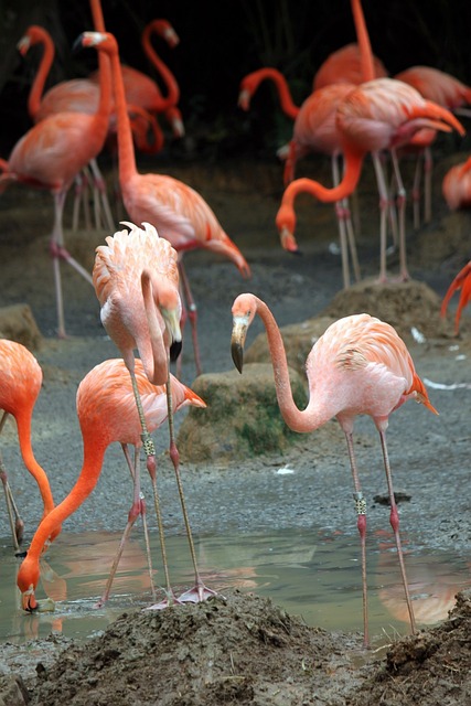 Foto do arquivo: fornecida por 【jogos fogos e agua】