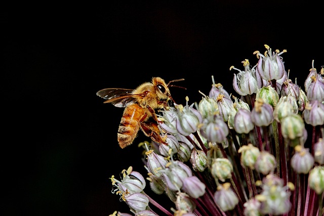 Foto do arquivo: fornecida por 【sinonimo de também】