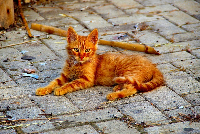 Foto do arquivo: fornecida por 【Resultado do sorteio de Quina mais recente】