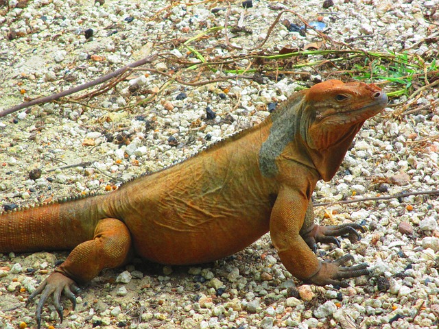 Último sorteio do bicho