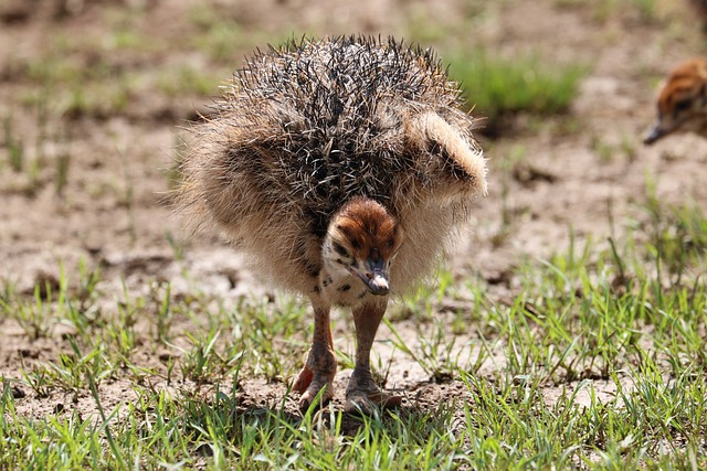 Foto do arquivo: fornecida por 【concurso da quina google】