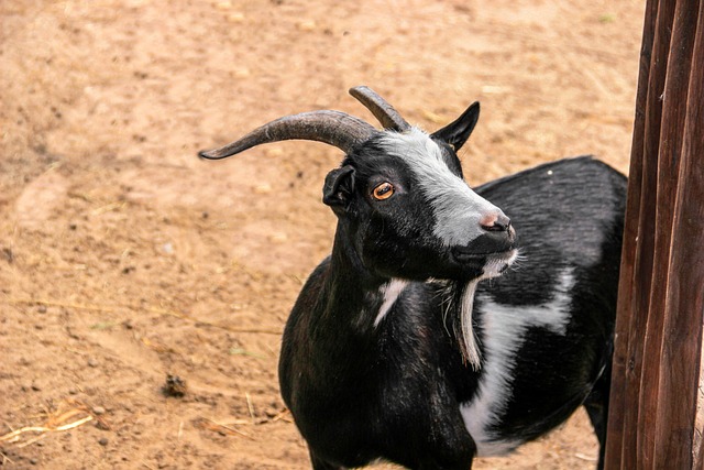 Foto do arquivo: fornecida por 【quantos números jogados na lotofácil】