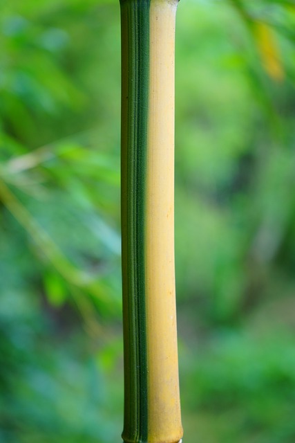 Foto do arquivo: fornecida por 【bioone99】