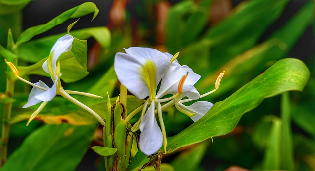 catalonia bavaro