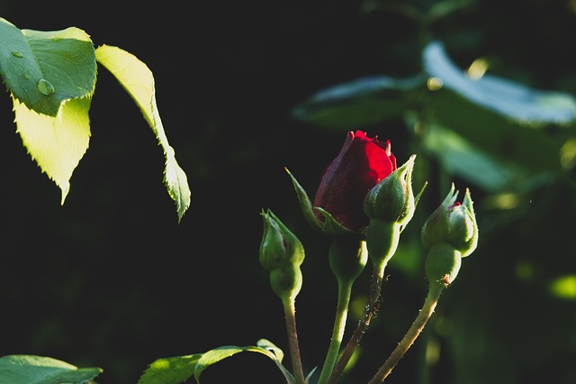 Foto do arquivo: fornecida por 【jogo de frutas que ganha dinheiro】