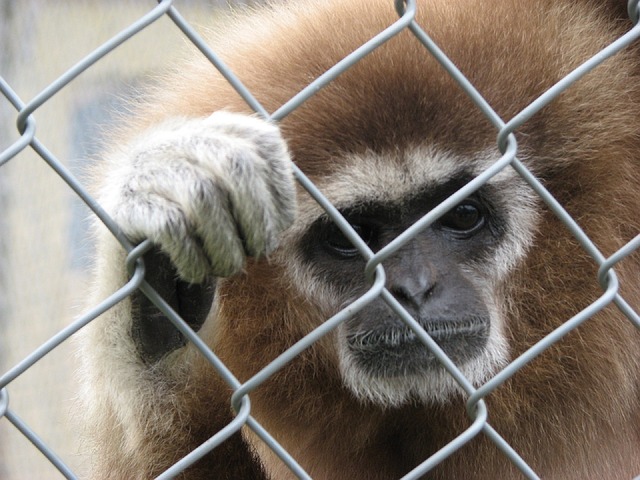 numero macaco no jogo do bicho