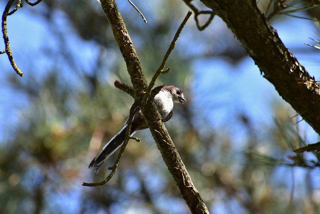 Foto do arquivo: fornecida por 【muilti canais】