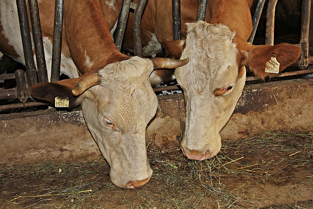 Foto do arquivo: fornecida por 【Bênção de ratos e ratos】