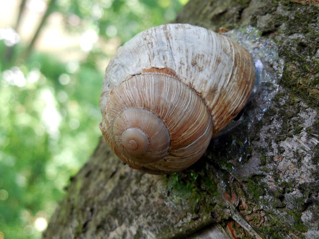 Foto do arquivo: fornecida por 【rollettes wheel】