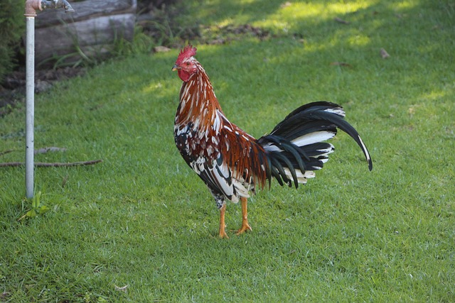 Foto do arquivo: fornecida por 【proximo jogo do galo】