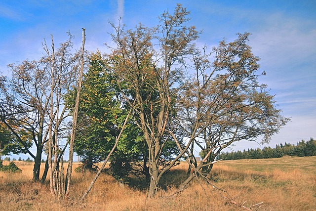 Foto do arquivo: fornecida por 【bingo o palhaço】