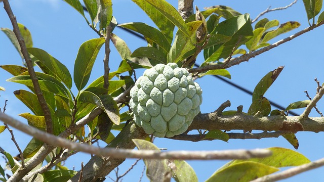 jogo do macaco atirador de bolas