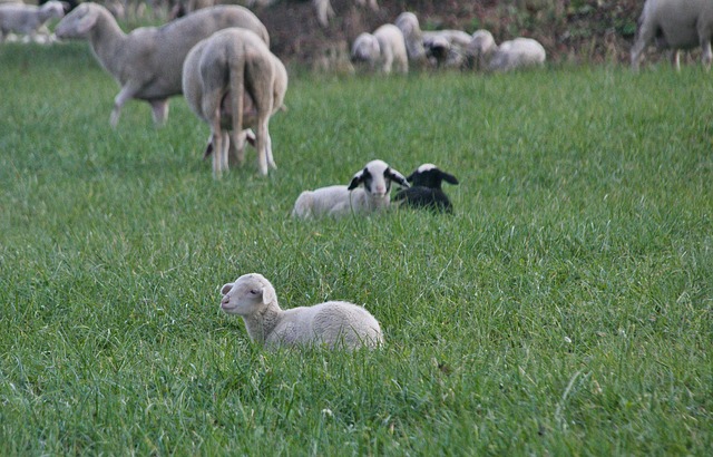 Foto do arquivo: fornecida por 【pragmatic168】