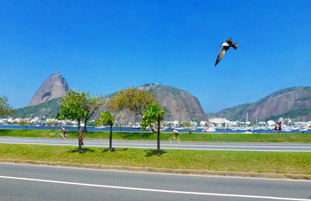 palpite para o jogo do bicho amanhã