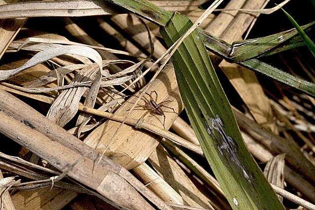 Foto do arquivo: fornecida por 【twin spin】