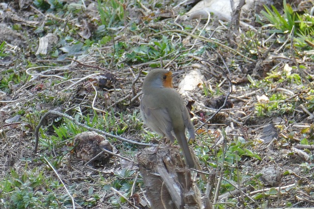 Foto do arquivo: fornecida por 【pinnacle gold】