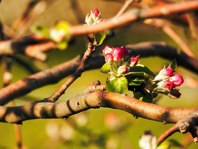 flor da fortuna