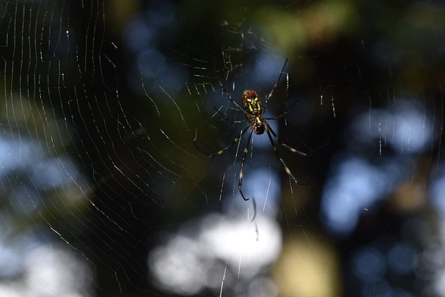 Foto do arquivo: fornecida por 【federal bicho】