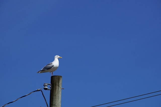 Foto do arquivo: fornecida por 【coast to coast brasil】