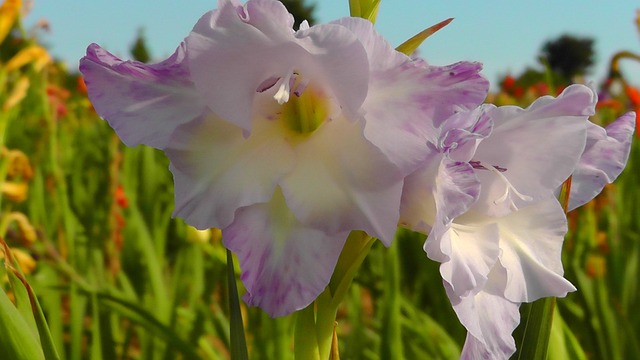 jogos de colorir de flores