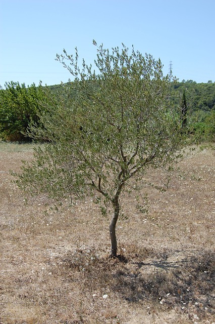 Foto do arquivo: fornecida por 【jogos cancelados】