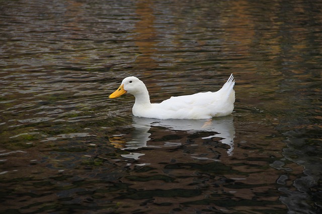 Foto do arquivo: fornecida por 【duck race roulette】