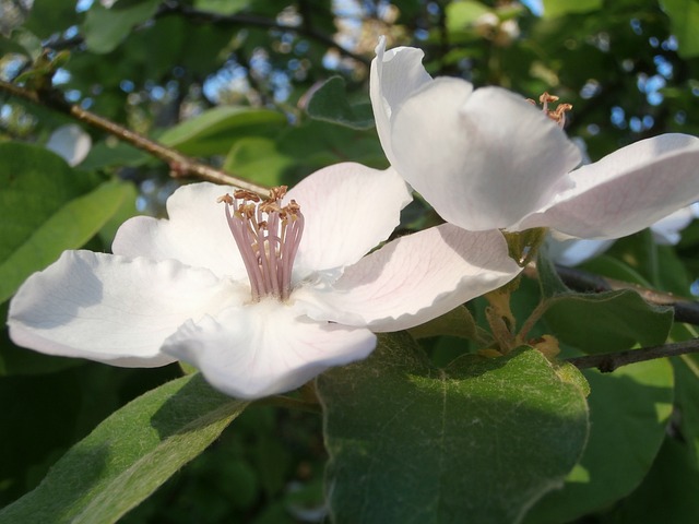 tigrinho plataforma