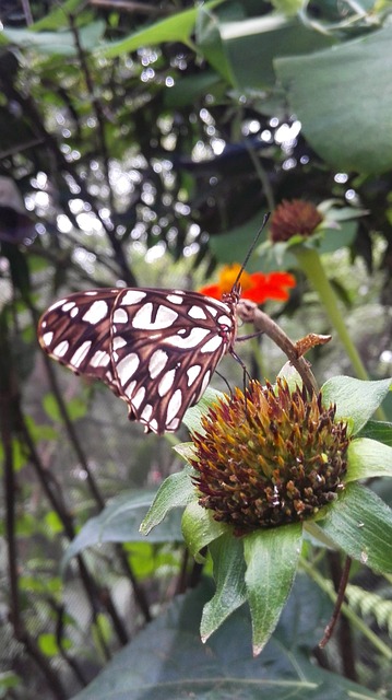 caixa loterias quina