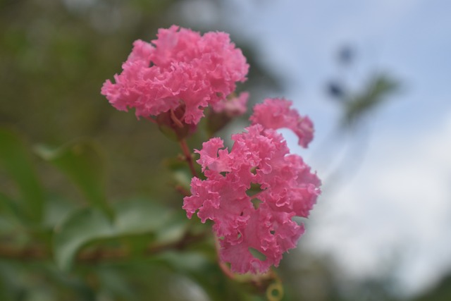 bicho de goiaba