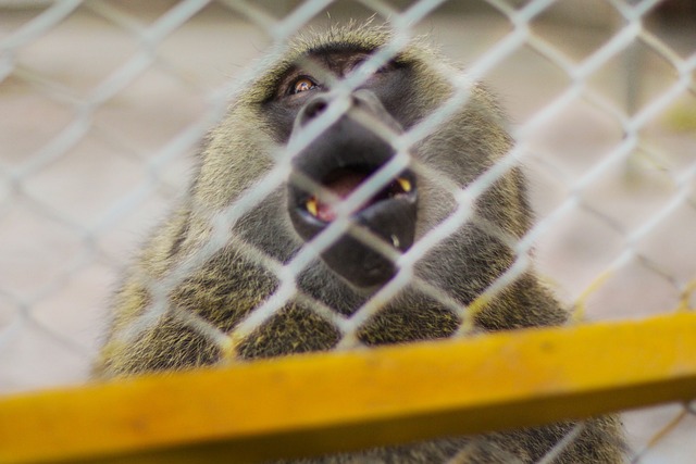 Foto do arquivo: fornecida por 【Bônus gratuito ao se inscrever sem pagar nada】