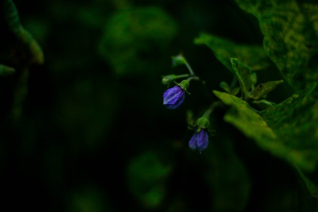 loreias caixaloterias caixa