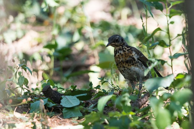 Foto do arquivo: fornecida por 【loteria ba】