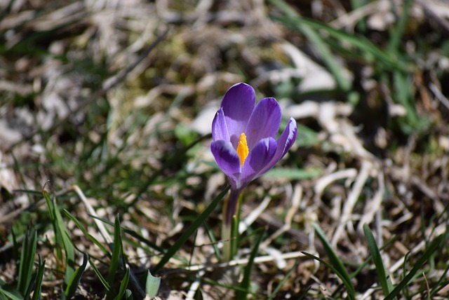 loterias caixa