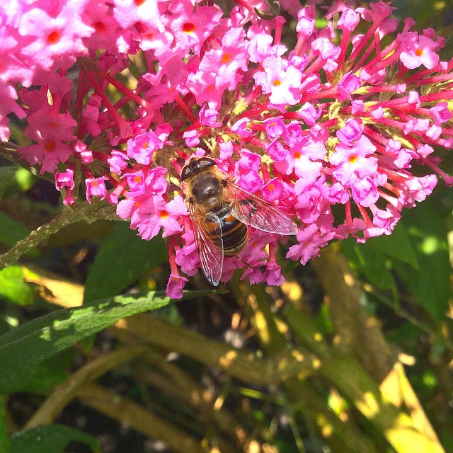 cassino perfumaria