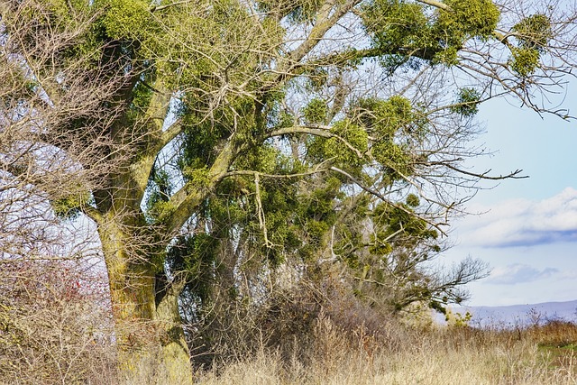 Foto do arquivo: fornecida por 【bicho na cabeca|bicho andando na cabeca】