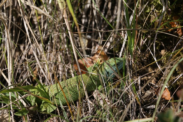 Foto do arquivo: fornecida por 【concurso da lotofácil 1255】