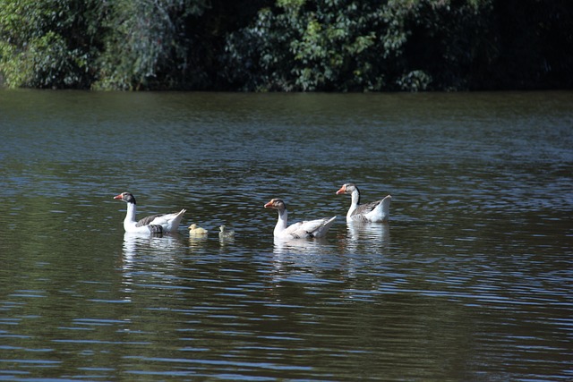 Foto do arquivo: fornecida por 【gera quina】