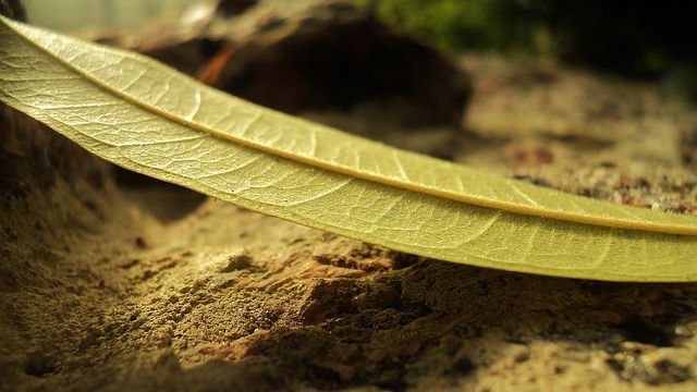 plataforma tigrinho