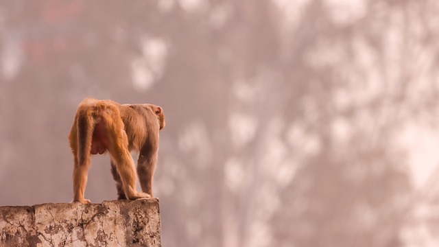 sonhar com bicho na cabeça| o que significa