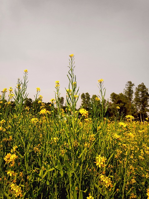 Foto do arquivo: fornecida por 【umuntu wami】